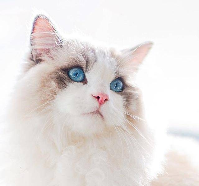 母猫为什么老是在被子上撒尿,母猫绝育后乱撒尿原因