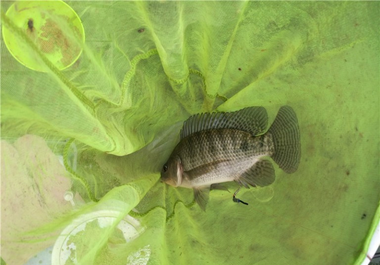 最后几天在玉林，别人掐鱼我练杆