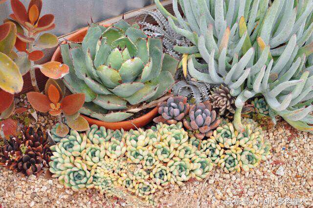 加州多肉,当花痴遇见多肉