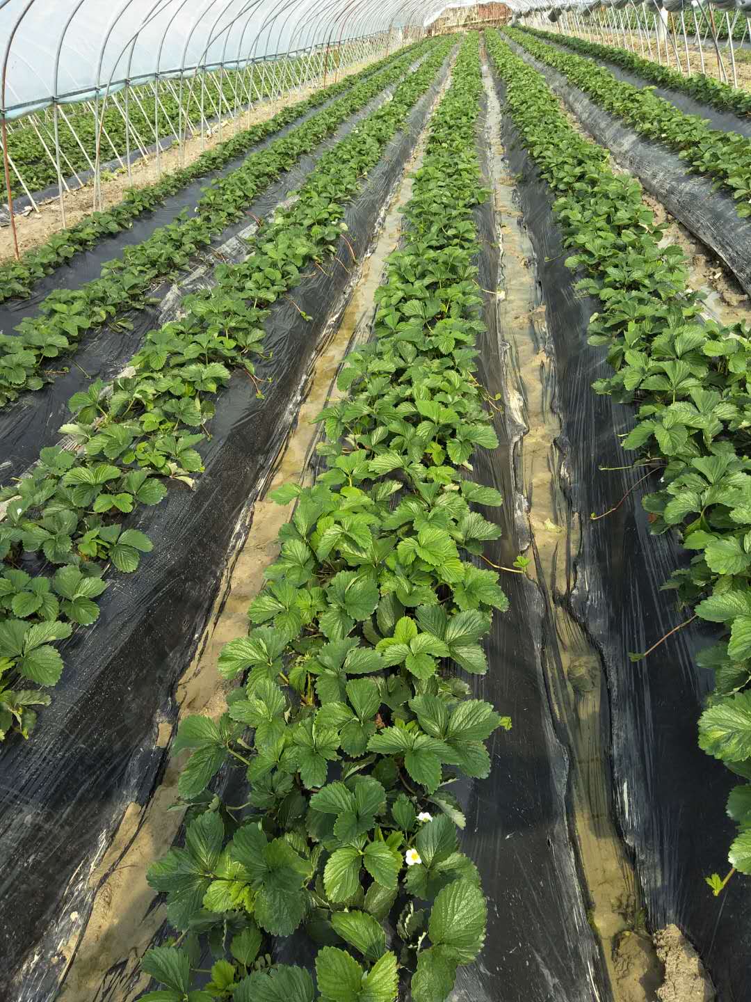 鑽夎帗鑲茶嫍鏃洪暱鎬庢牱鎺ф椇,闇插ぉ鑽夎帗鏃洪暱濡備綍鎺ф椇