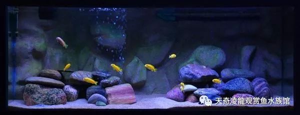 适合和三湖慈鲷混养的底栖鱼,三湖慈鲷鱼喜欢底砂和岩石