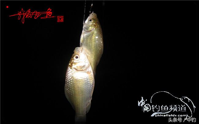 狂拉大板鲫的快乐,狂拉小鲫鱼钓鱼视频