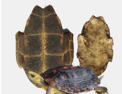 中医治疗崩漏的最佳方法,王渭川医术怎么样