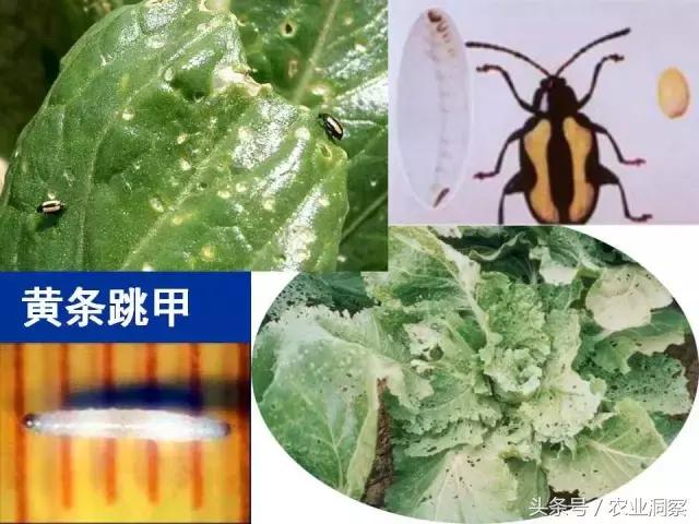 大田害虫防治方法有哪些,地下害虫图谱大全及防治