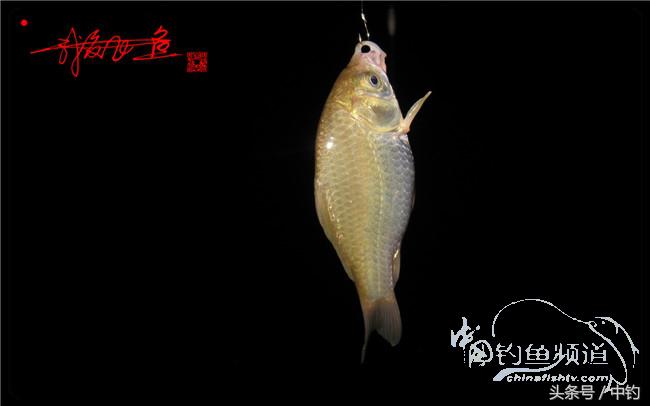 狂拉大板鲫的快乐,狂拉小鲫鱼钓鱼视频