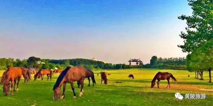 达人招募武汉,全国招募旅游达人直播