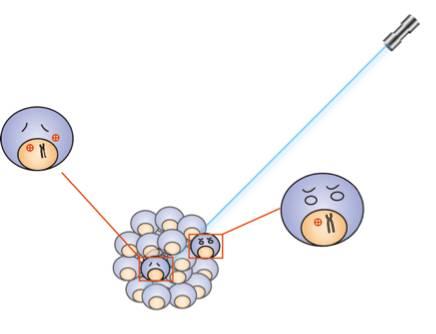 癌症基因疗法和细胞免疫疗法,分子靶向药物作用机理