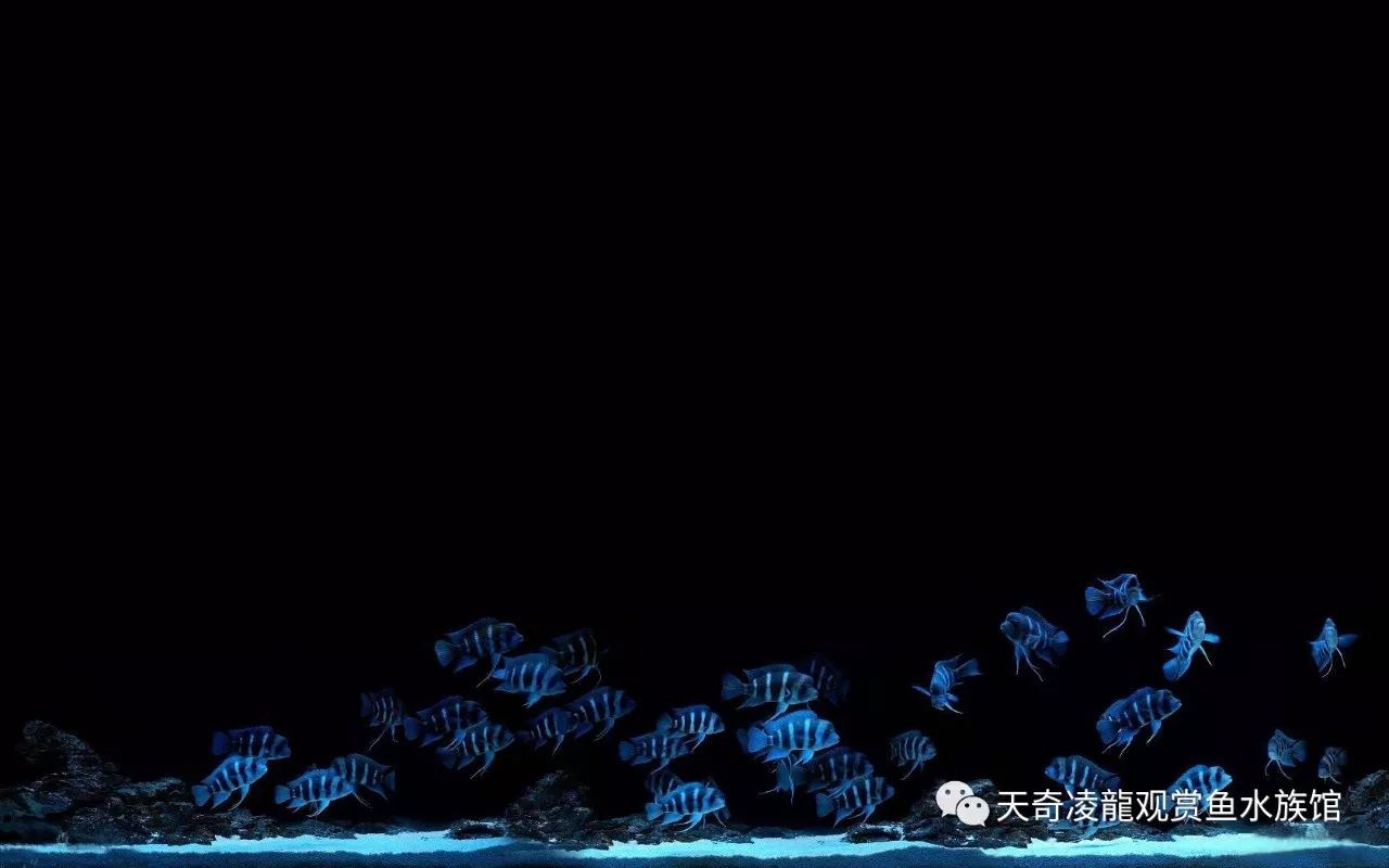 适合和三湖慈鲷混养的底栖鱼,三湖慈鲷鱼喜欢底砂和岩石