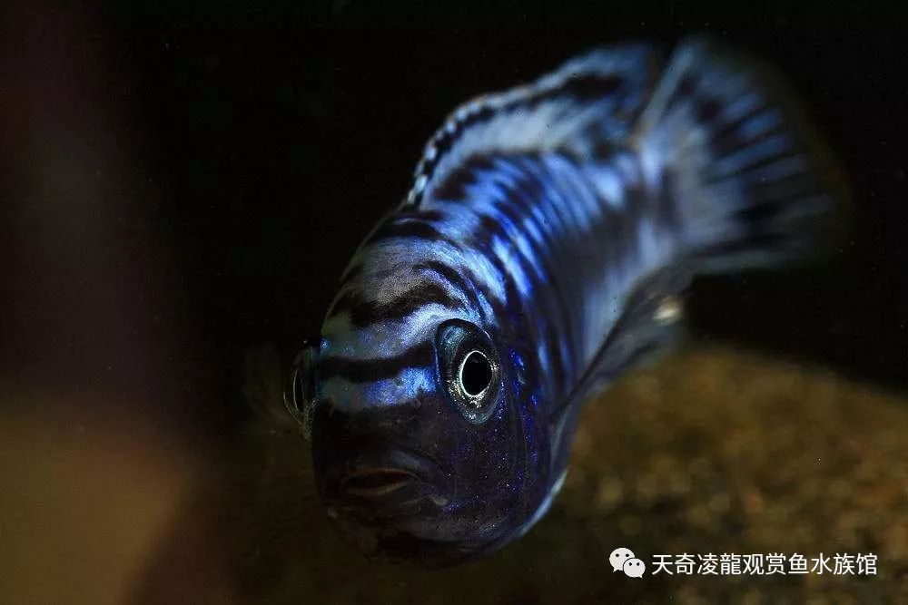 适合和三湖慈鲷混养的底栖鱼,三湖慈鲷鱼喜欢底砂和岩石