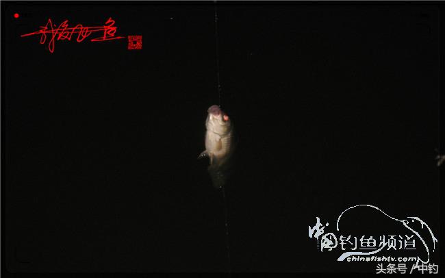 狂拉大板鲫的快乐,狂拉小鲫鱼钓鱼视频