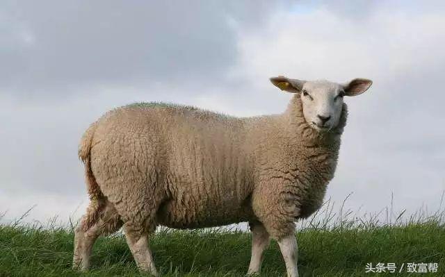 天冷了，怎么才能保护好刚出生的羔羊呢？