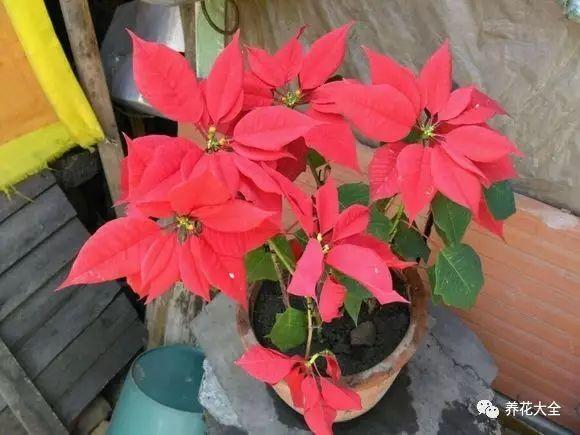 家里哪些花不能用哪些花有毒,家里的花种不好要不要换掉