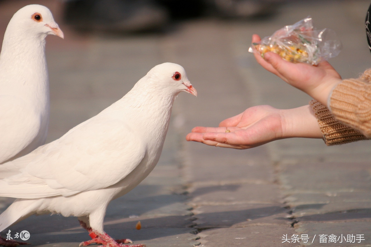 最近鸽子棚死鸽子的原因,养鸽子出现零星死亡正常吗