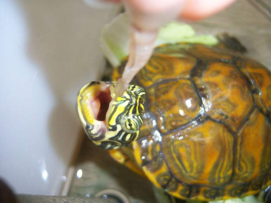 治疗乌龟肺炎的中药配方,绿水可以治疗乌龟肺炎吗