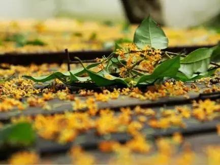 桂子飘零，天凉好个秋