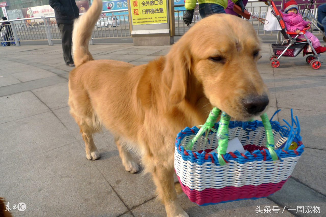 如何训练金毛犬衔取东西,如何训练金毛犬叫