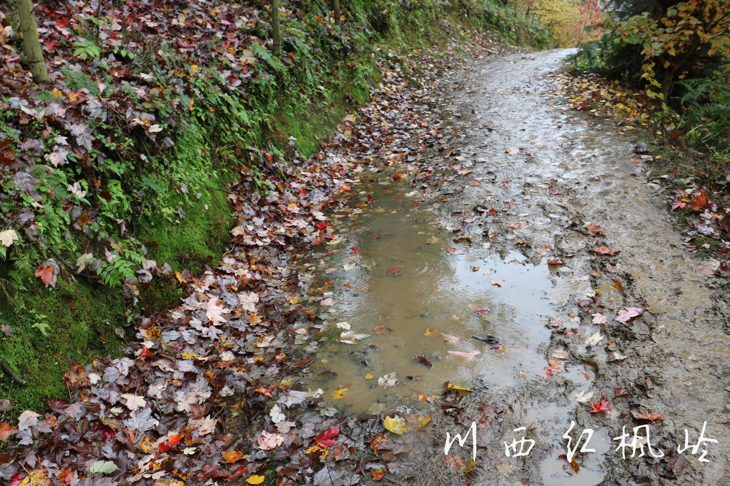德阳红枫岭旅游,德阳市什邡市红枫岭景区