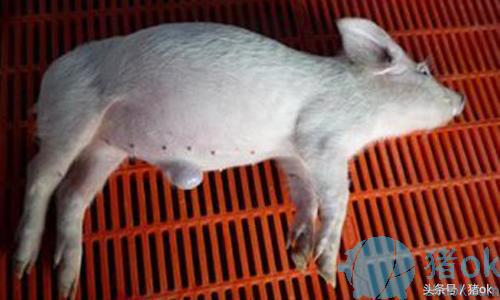 猪肚脐疝不处理会怎么样,猪脐疝手术腹膜需要割掉吗