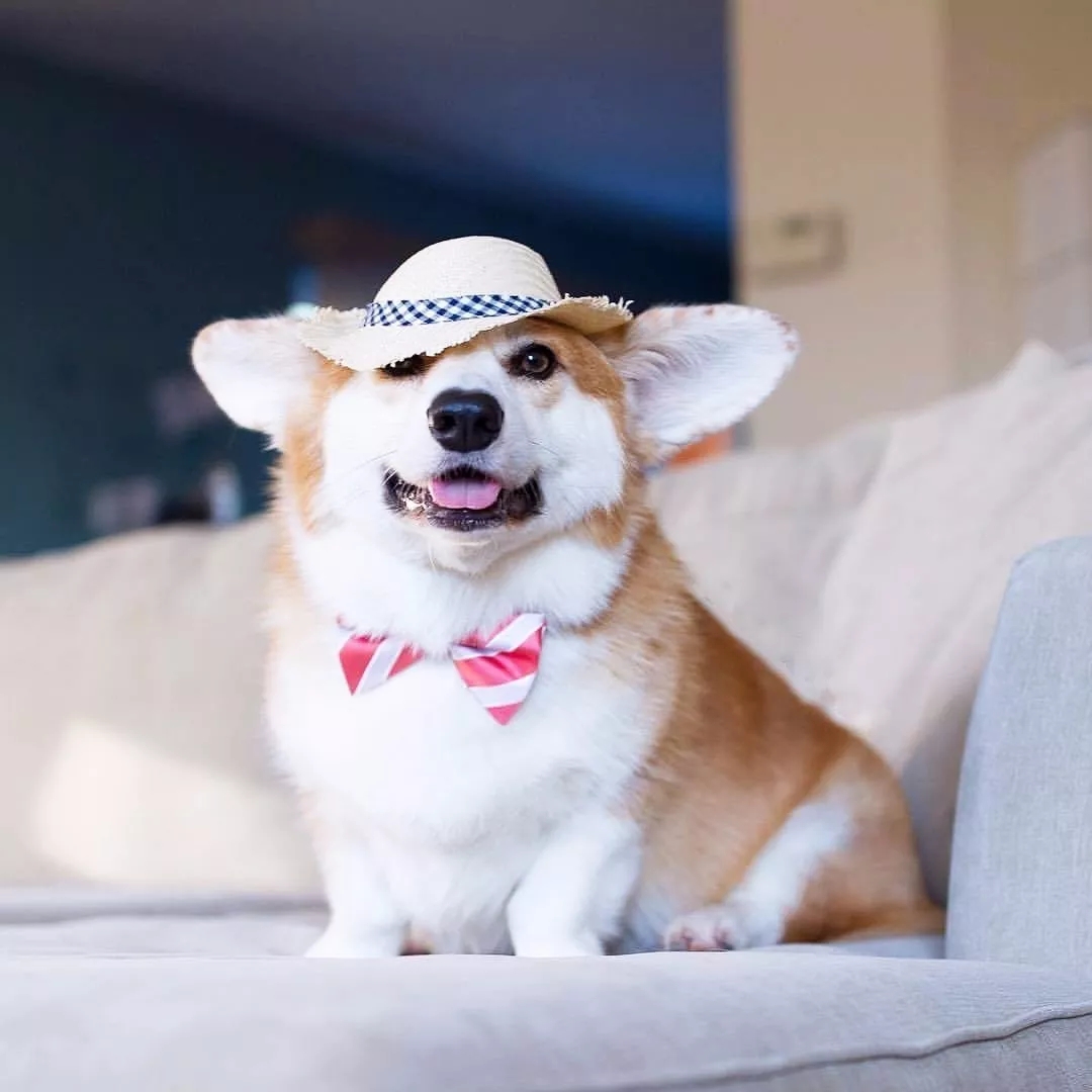 短腿美图,高清小短腿美图