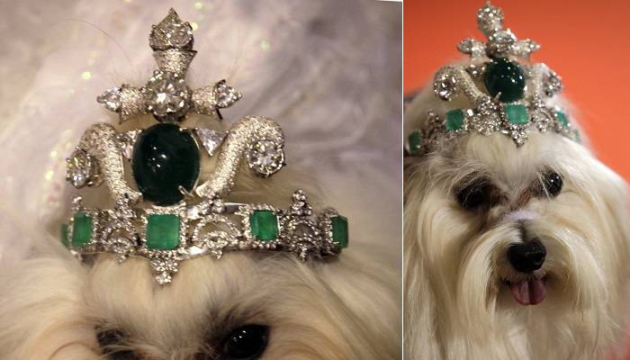 精致猫咪必备品有哪些种类,这几种猫咪养得起的都是土豪