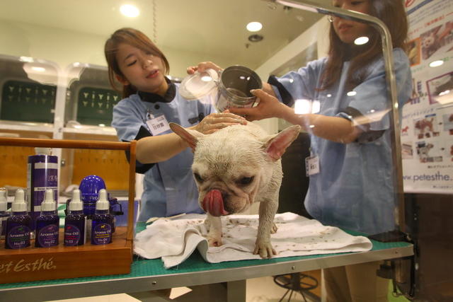 最奢华的宠物,带你看看宠物的奢侈生活