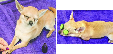 高级又豪华却便宜的宠物,精致生活的宠物