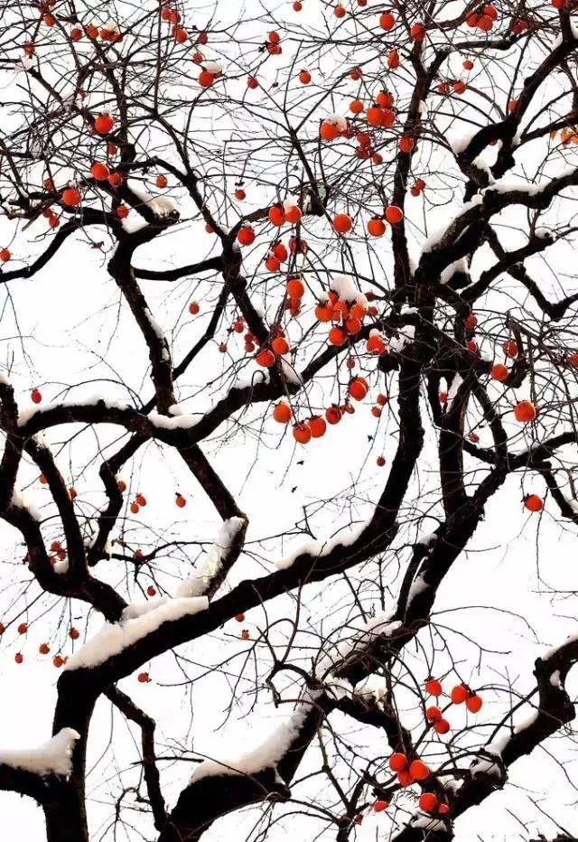 冬天的柿柿如意图片,冬天柿柿如意的图片