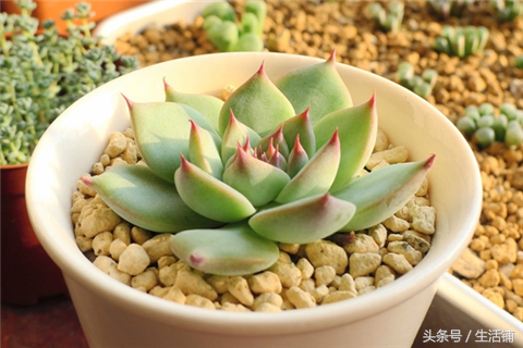 景天科1000种多肉植物图鉴,常见的景天科多肉植物的名称