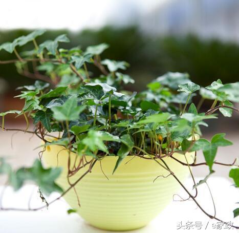 室内甲醛超标植物会枯萎发黄吗,真正有效地去除甲醛的植物有哪些