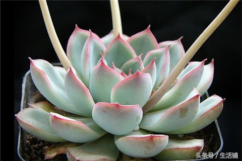 景天科1000种多肉植物图鉴,常见的景天科多肉植物的名称