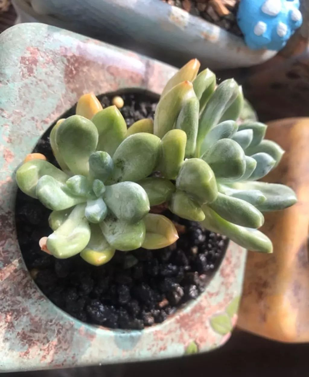 多肉煤烟病可以用吡唑醚菌酯治吗,咪鲜胺对多肉煤烟病有用吗