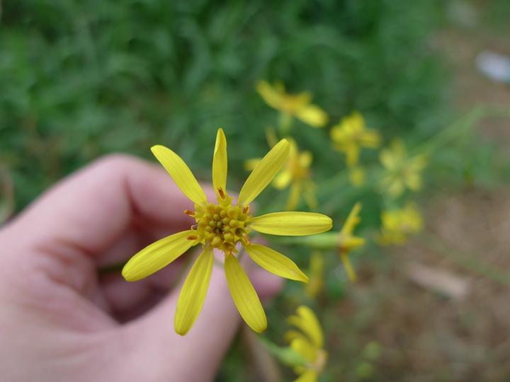 识得千里光一年四季不长疮,识得
