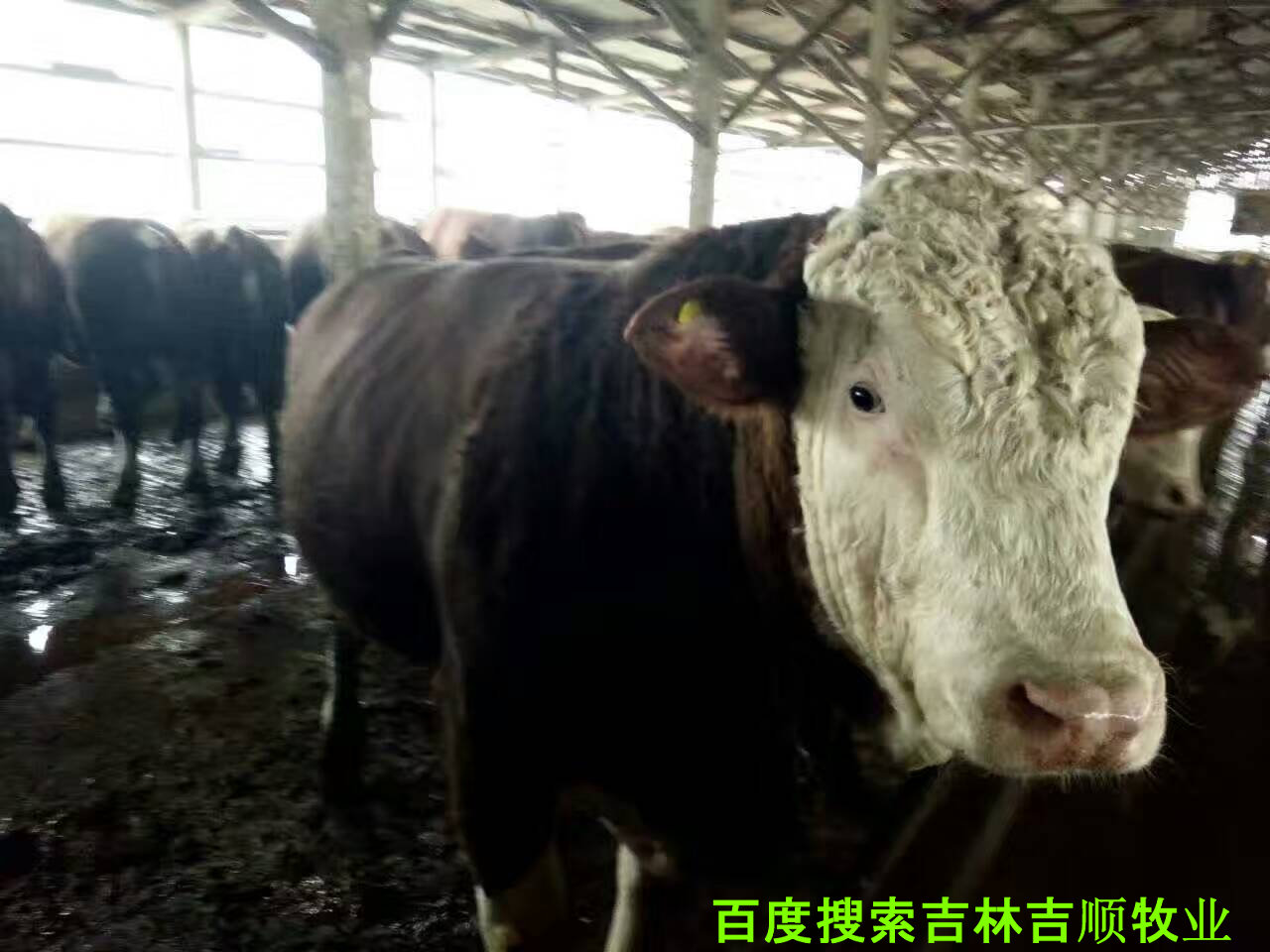 肉牛养殖过程中的疫病防控,肉牛常见病特征与防控知识集