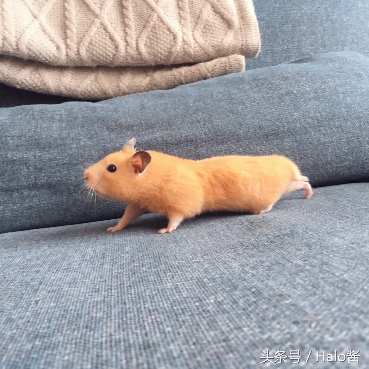 长大的金丝熊有多可爱都萌化了,金丝熊超可爱