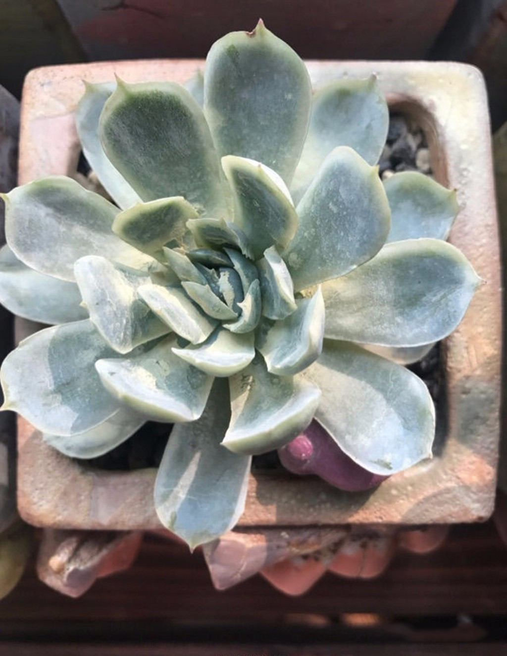 多肉煤烟病可以用吡唑醚菌酯治吗,咪鲜胺对多肉煤烟病有用吗