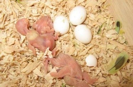 雏鸟喂养技术大全,野鸽子雏鸟怎么喂食