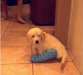 打着石膏的狗,打着石膏的猫