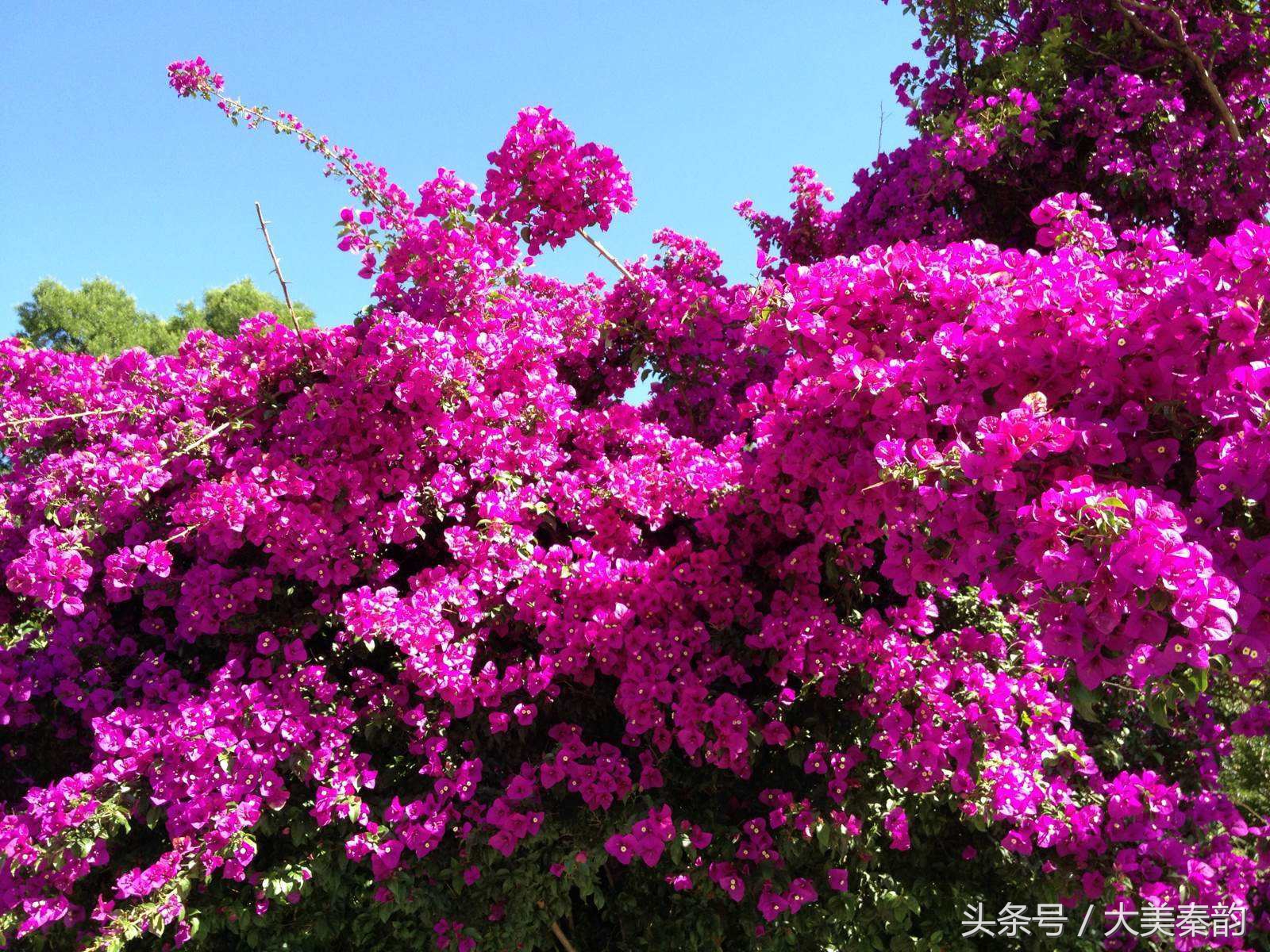 全国各地市花大全,各地市花是什么花