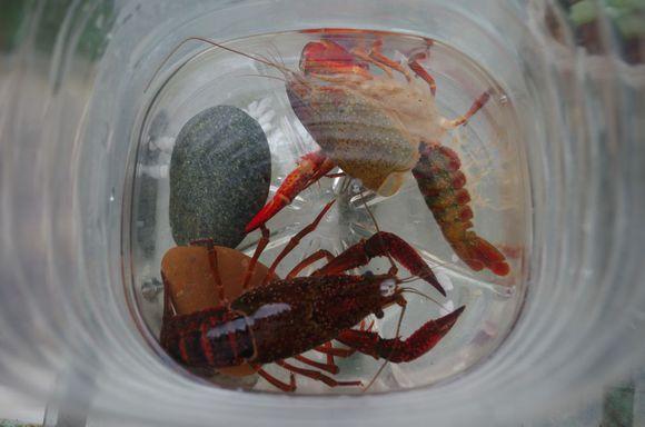 补钙会加快小龙虾蜕壳吗,蜕壳期补钙增氧抗应激