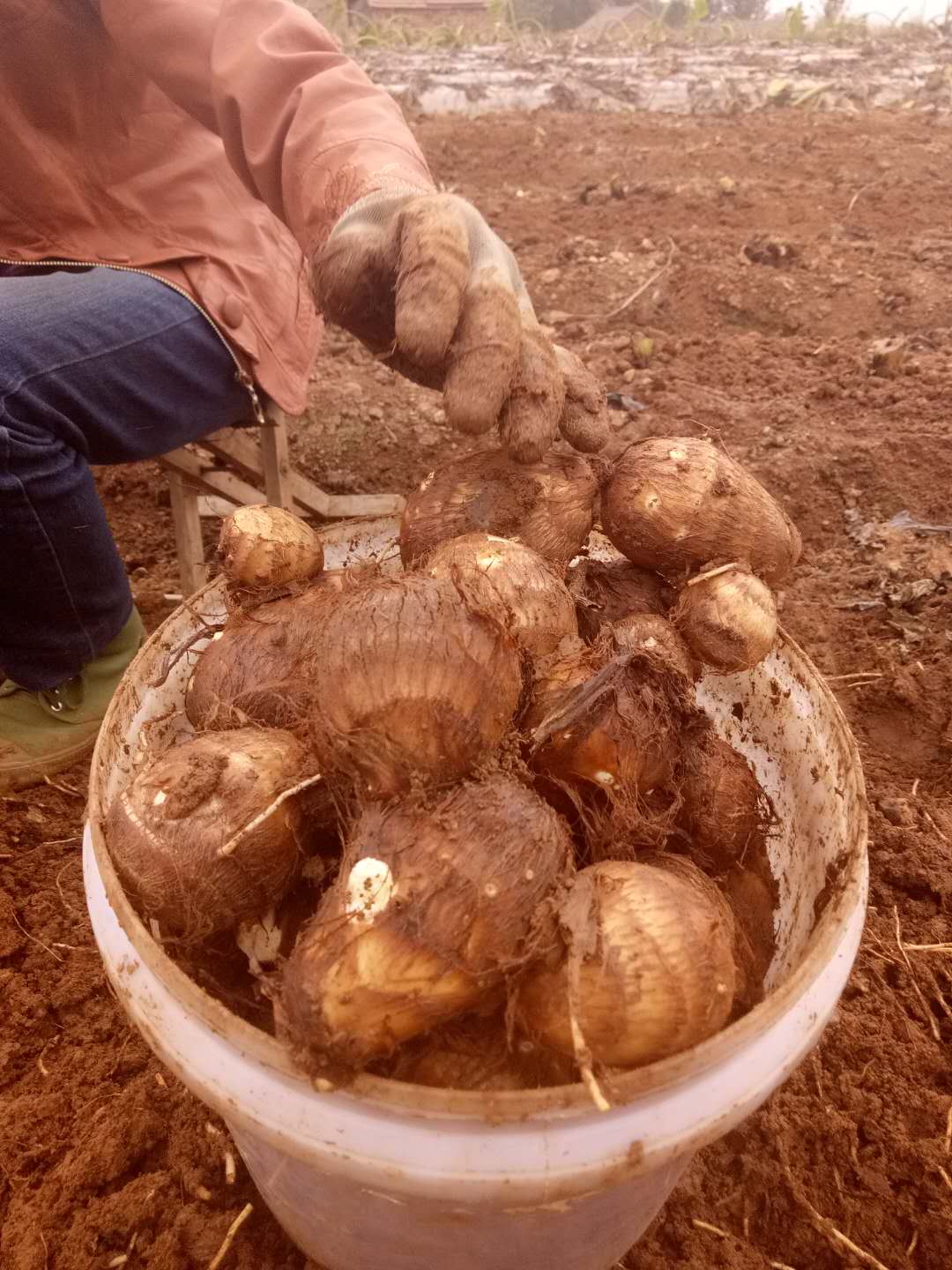 乡镇脱贫攻坚和乡村振兴工作谋划,河南省脱贫攻坚乡村振兴