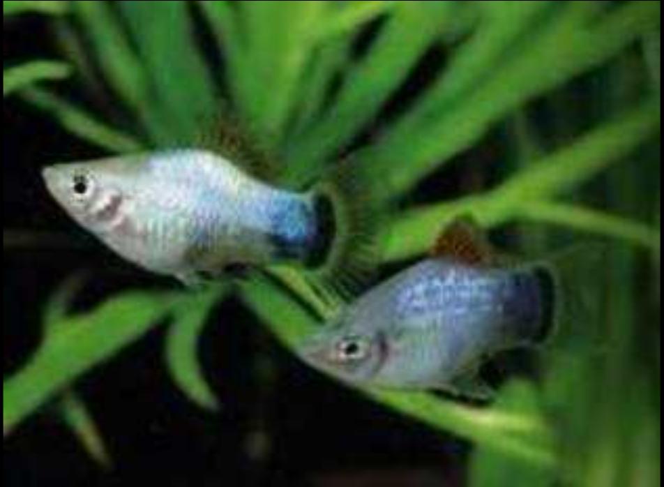 观赏鱼月光鱼图片,热带彩虹小型鱼观赏鱼