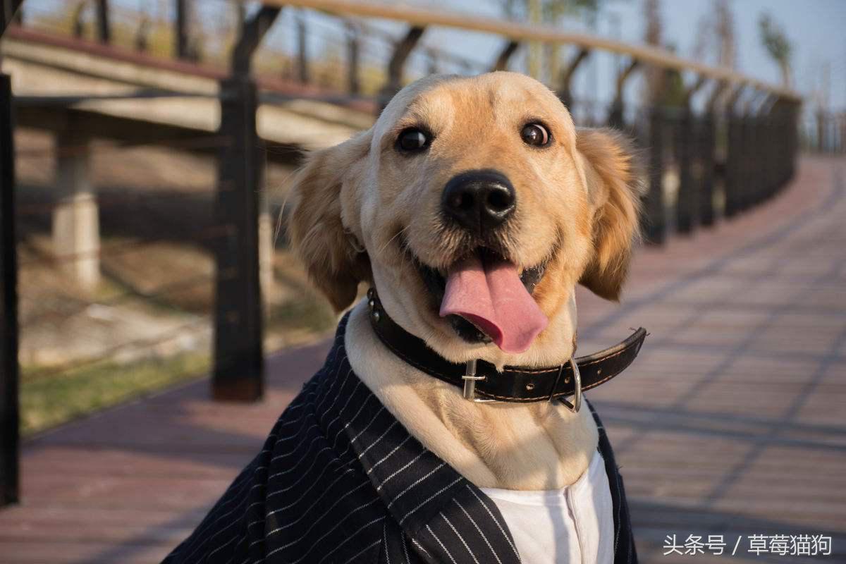 养宠物狗真麻烦,养狗狗确实不容易