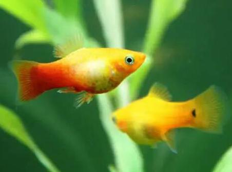 观赏鱼月光鱼图片,热带彩虹小型鱼观赏鱼