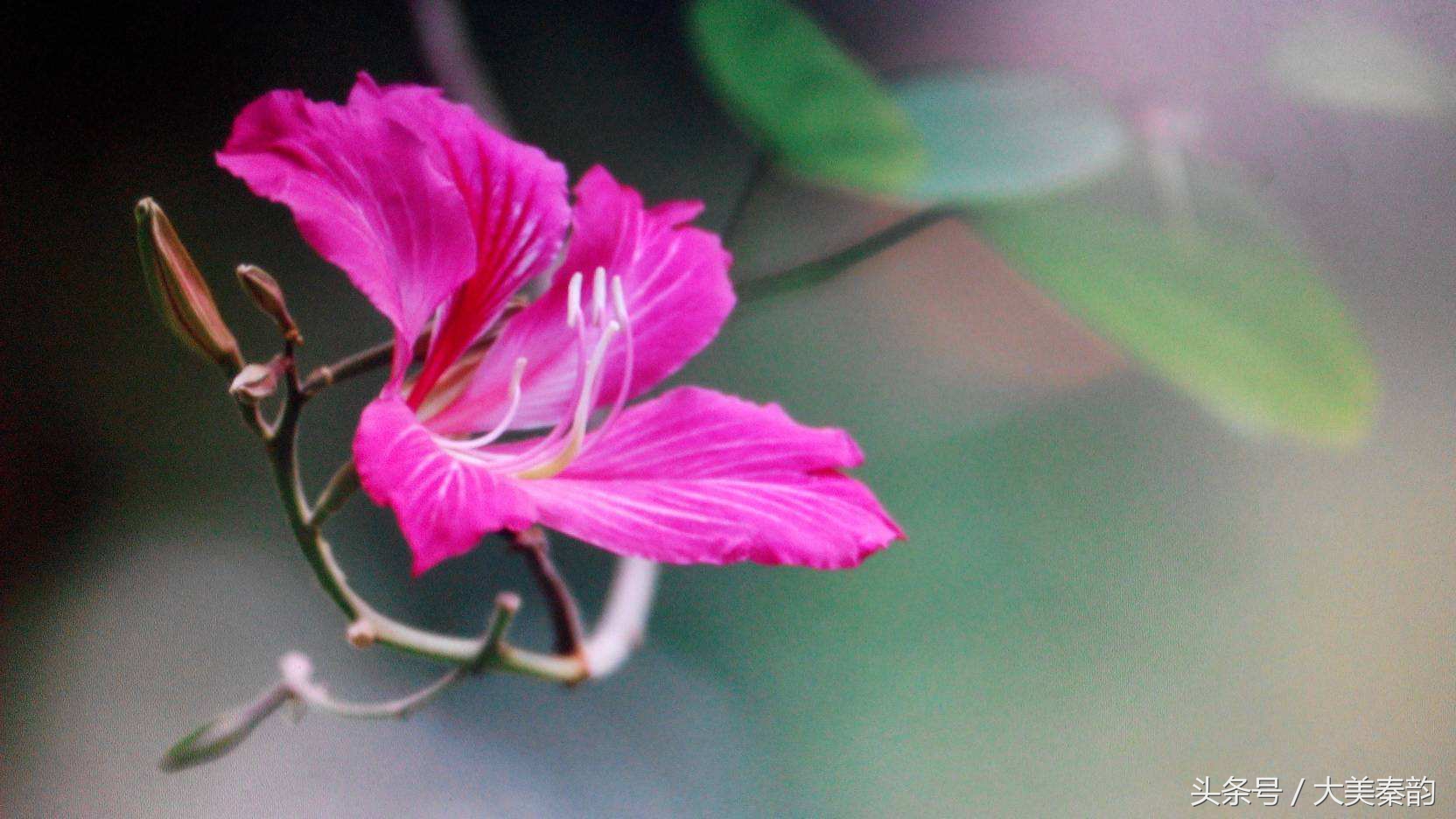 全国各地市花大全,各地市花是什么花