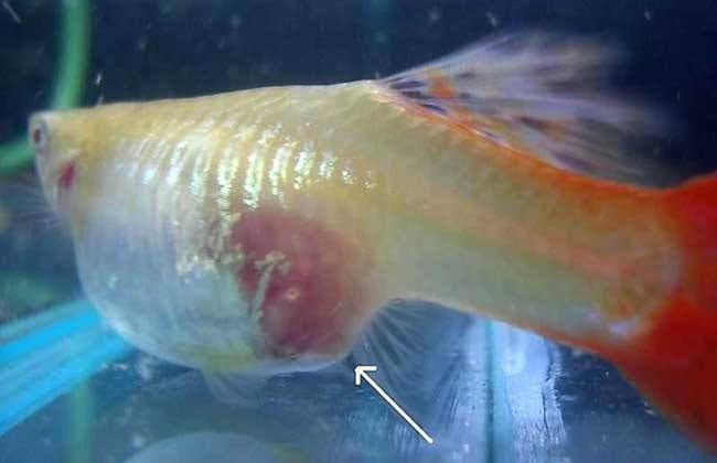 孔雀鱼繁殖前有什么预兆,孔雀鱼的繁殖方法和饲养技巧