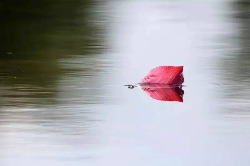 荷花依然淡淡香,走过四季荷花依然香下一句
