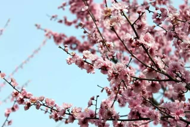 福利春季晒花大赛开始投票啦，价值万元好礼等你来拿！（后附石象湖门票中奖名单）