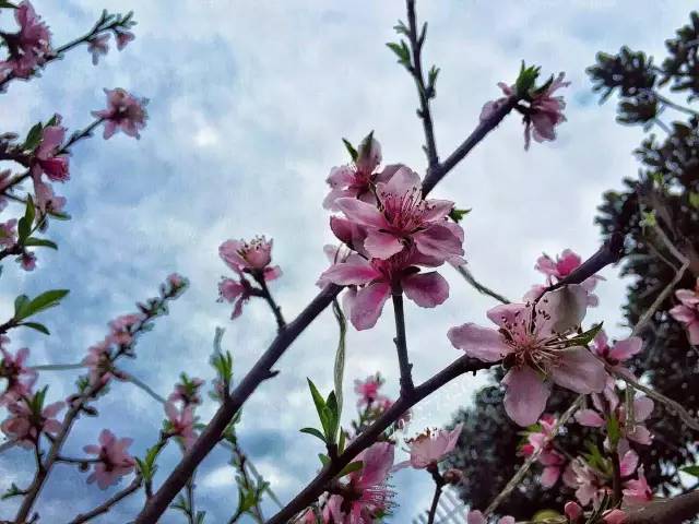 福利春季晒花大赛开始投票啦，价值万元好礼等你来拿！（后附石象湖门票中奖名单）
