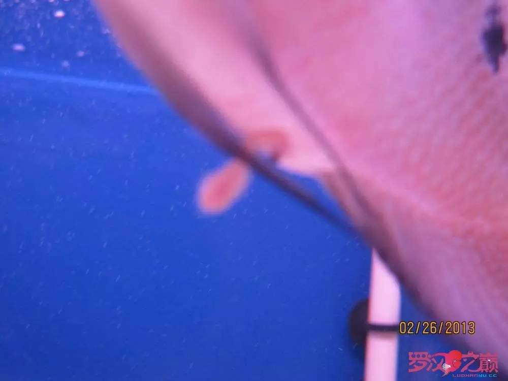 梭菌性肠炎的症状用什么药治疗,肠炎食疗最简单方法