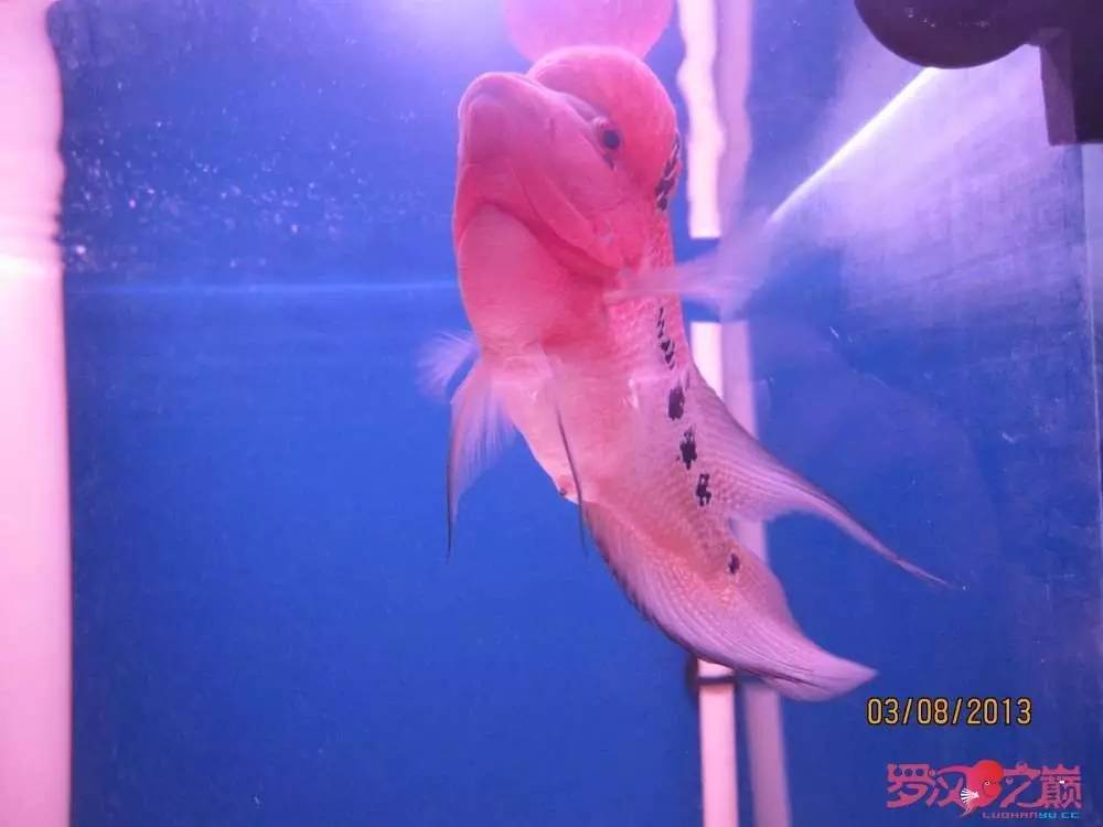 梭菌性肠炎的症状用什么药治疗,肠炎食疗最简单方法